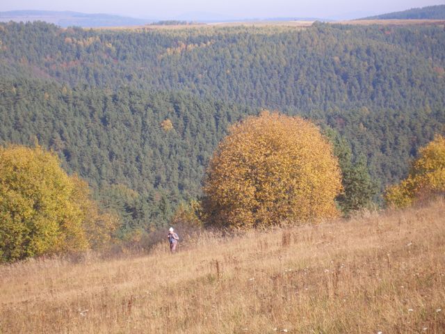 Strom - guľa